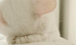 猫咪爆料视频在线观看,在线观看爆笑瞬间